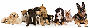 nourriture-par-type-chien-1024x326 (1).png
