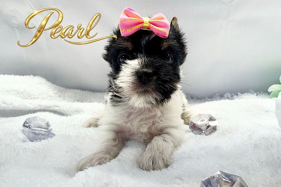 Thumbnail: Pearl - Female Yorkie