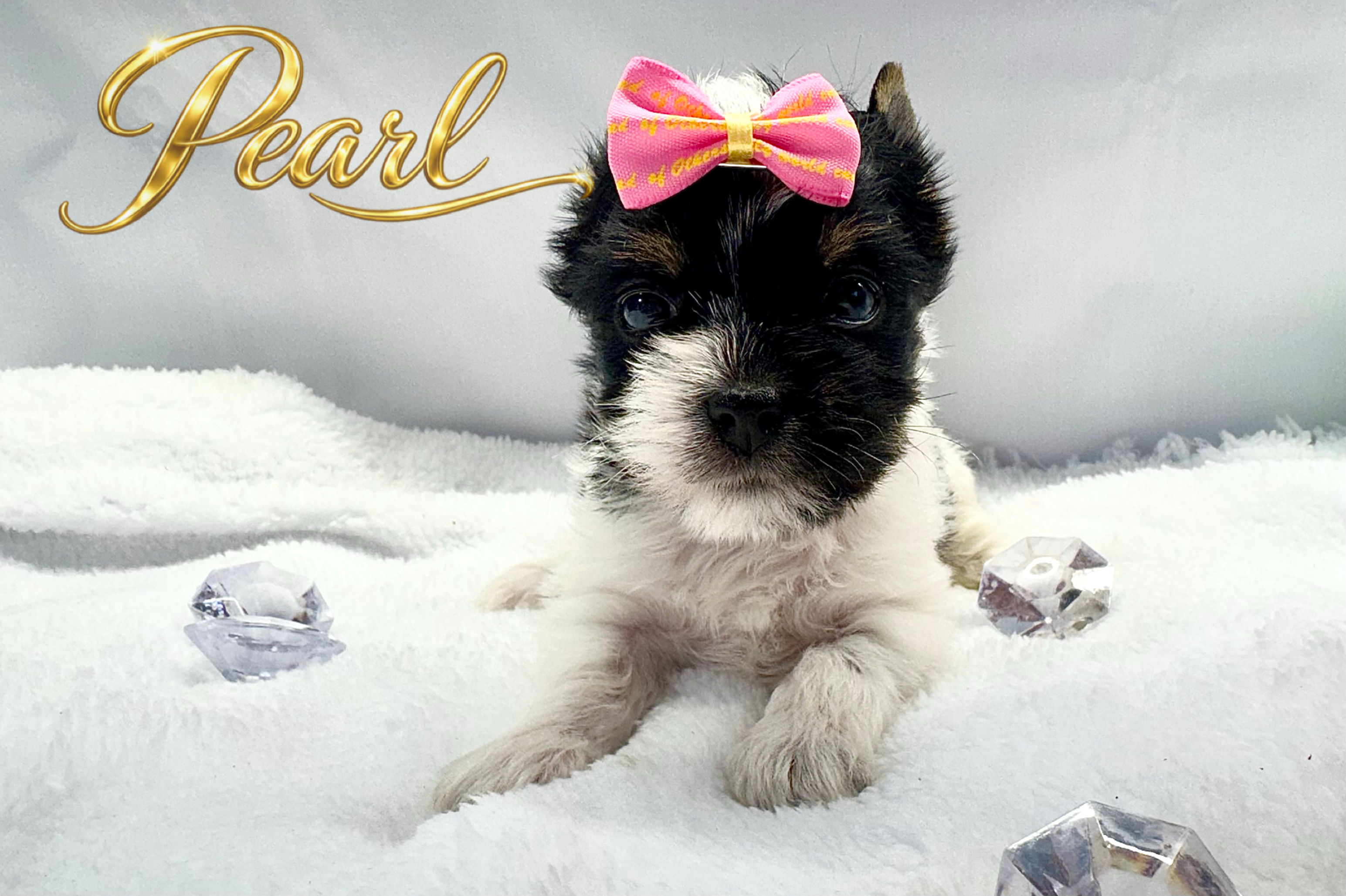 Pearl - Female Yorkie