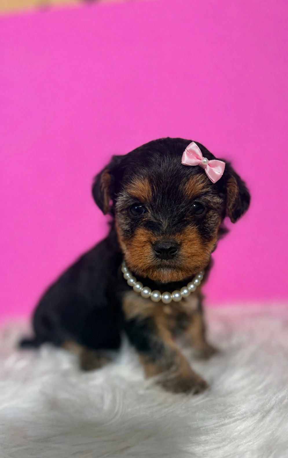 Tinkabell- Female Yorkipoo 