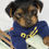Thumbnail: Toby- Male Toy Yorkie 