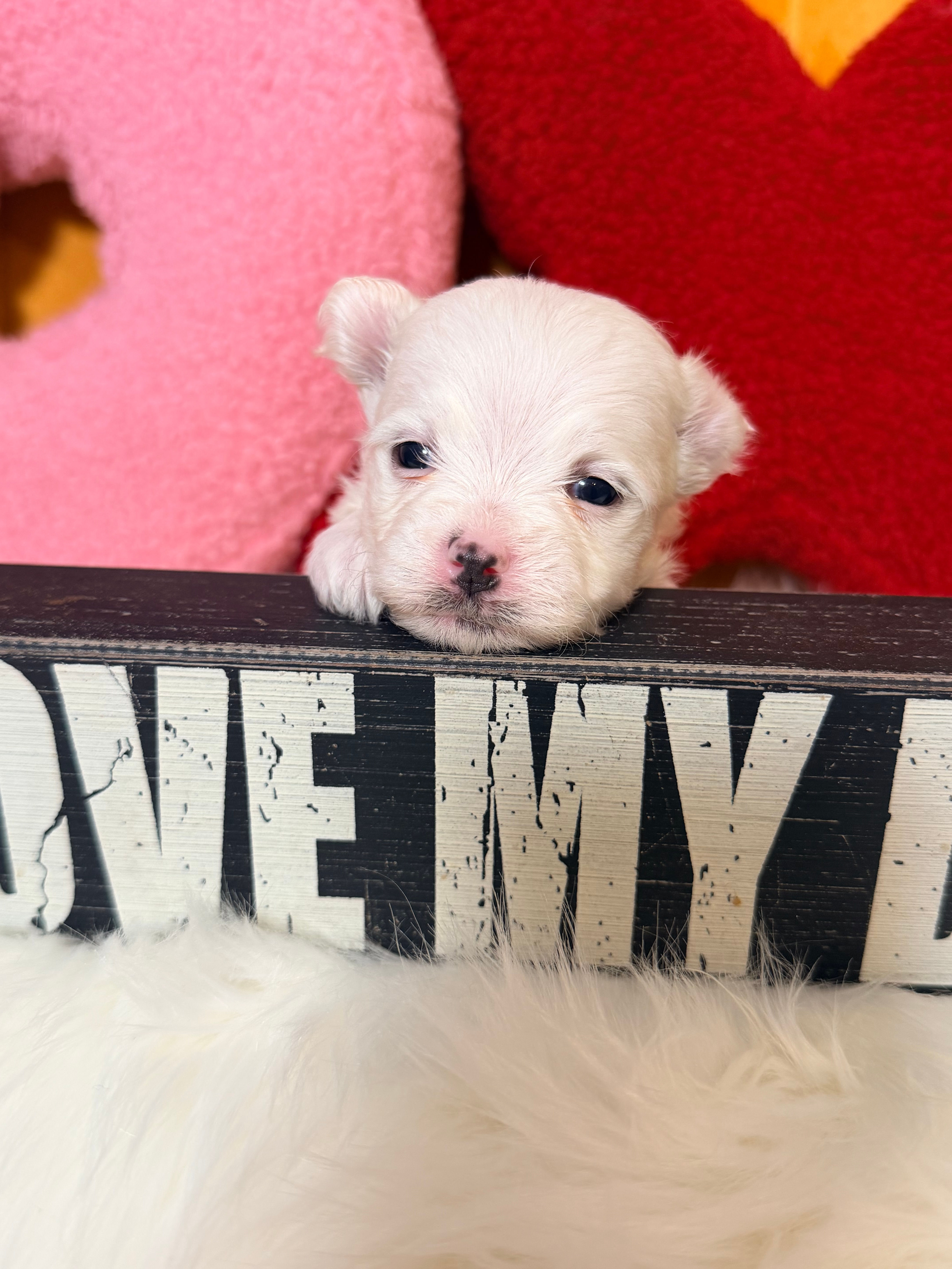 Jasper- Male Maltese 