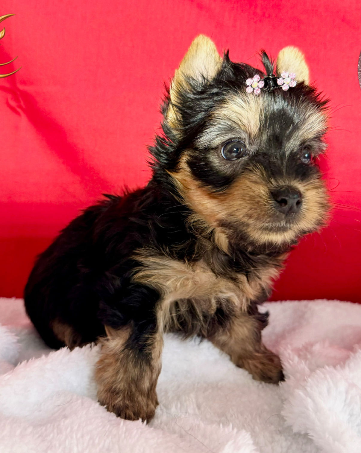 Cami- Female Toy Yorkie 