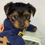 Thumbnail: Toby- Male Toy Yorkie 