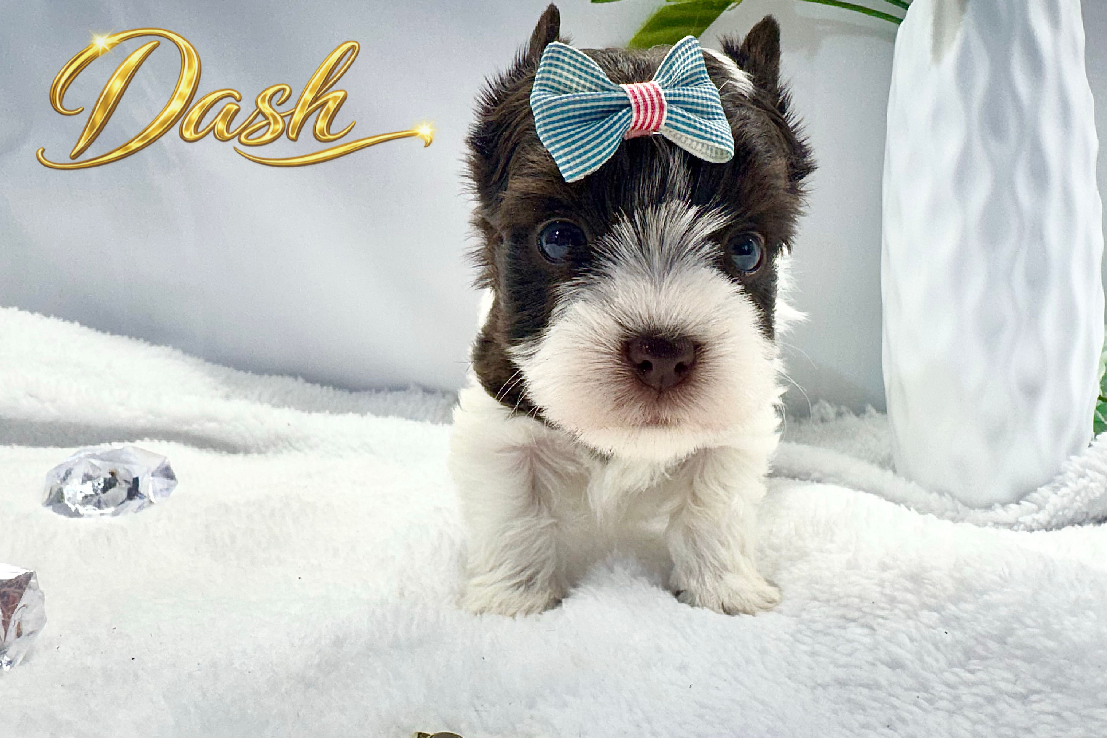 Dash- Male Yorkie