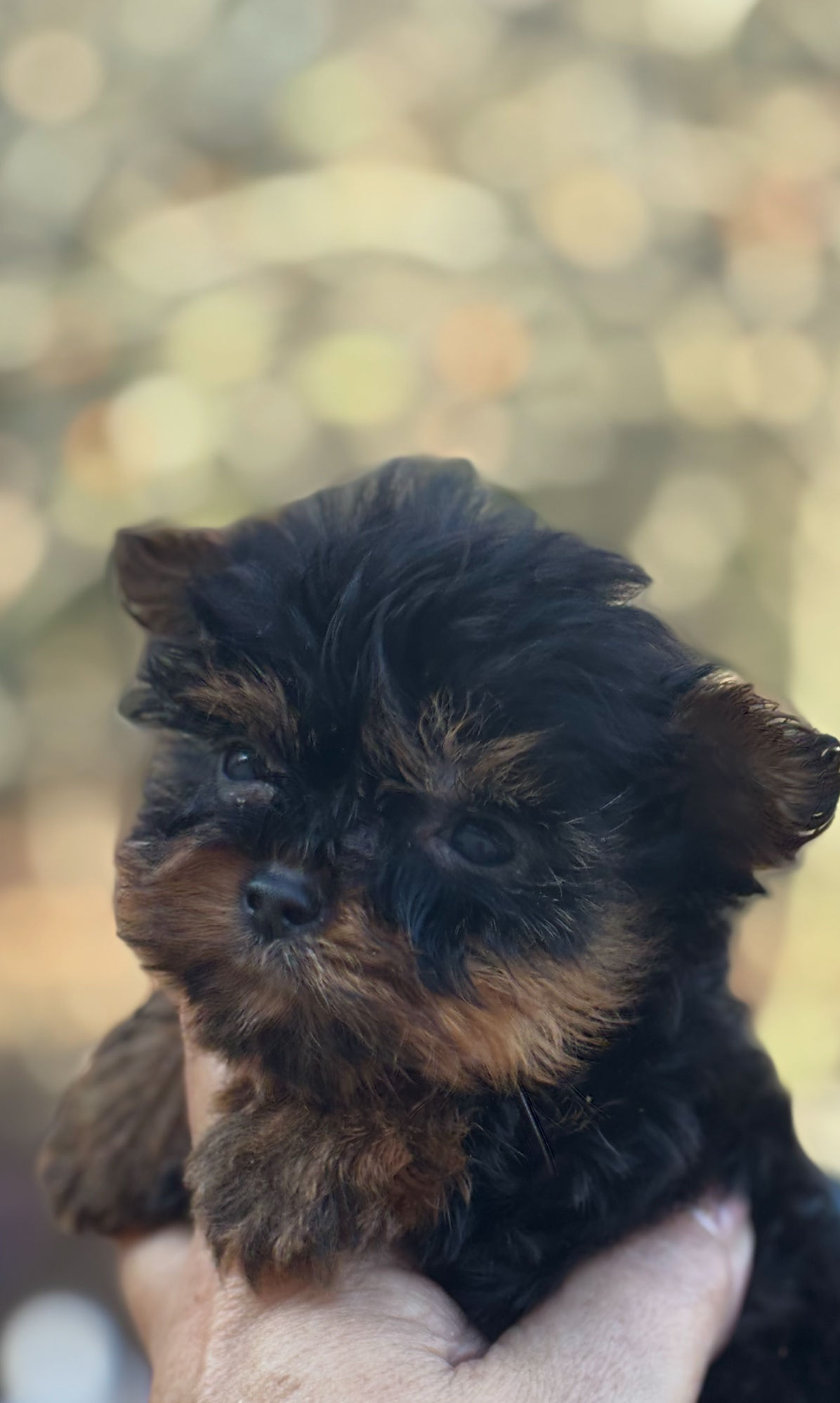 Ziggy- Teacup Yorkie Male 