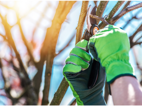 What Is The Difference Between Tree Pruning and Tree Trimming?
