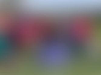 Christmas Volunteer Milestone! - Peckham Rye parkrun #490 - 25/12/24