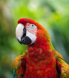 macaw-4728862_1920.jpg