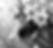 Flower for WBP_edited.jpg