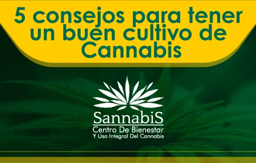5 consejos para tener un buen cultivo de Cannabis