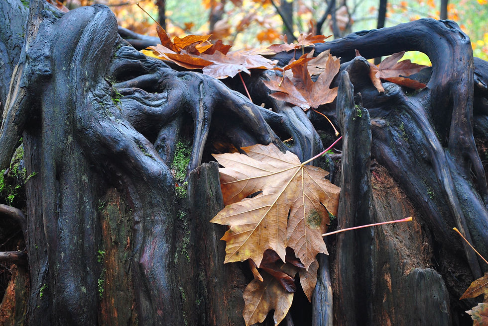 Goldstream Park October 2016
