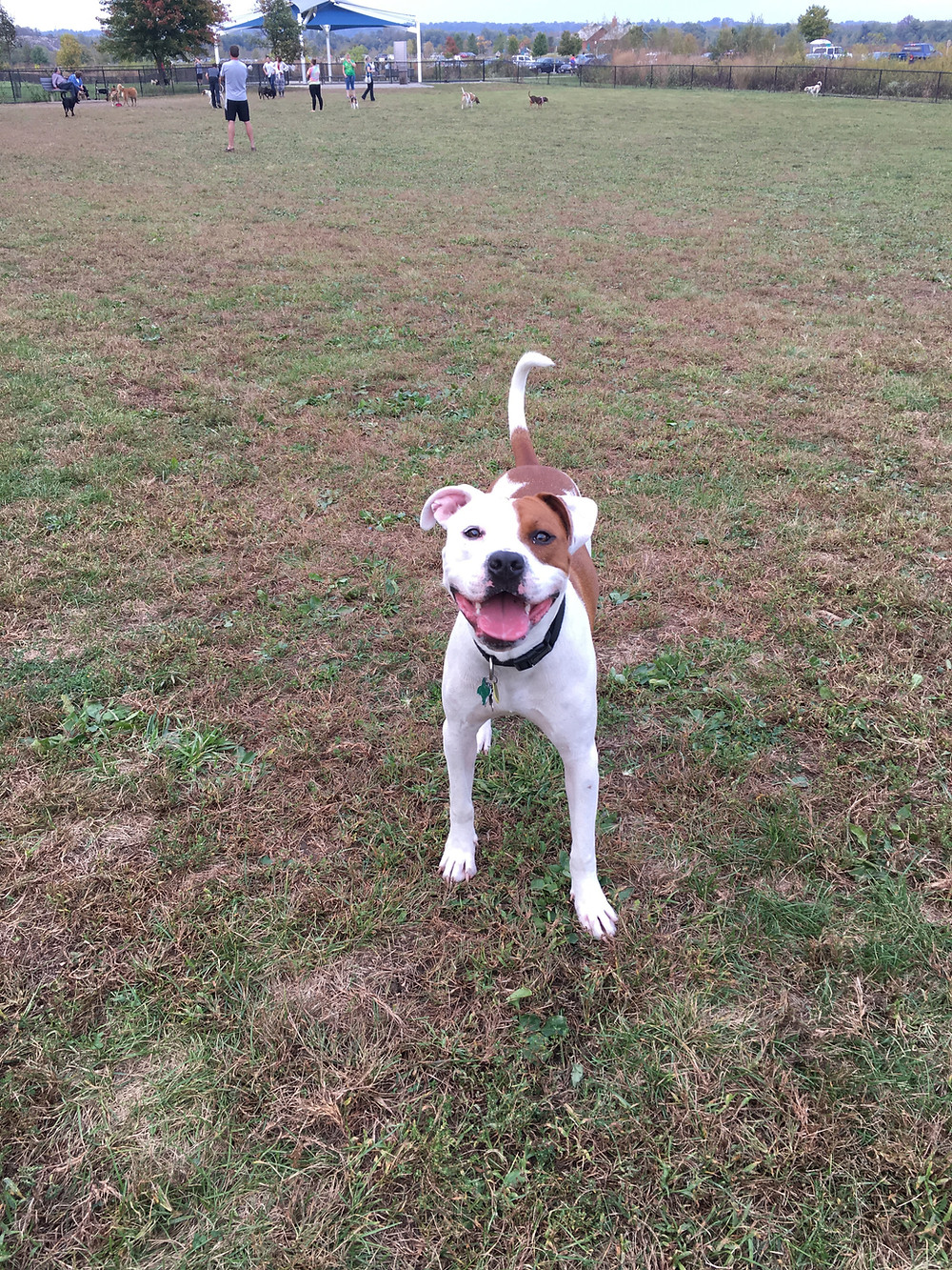 Dog, Archibold, Rescue Pet, shove it in your pie hole