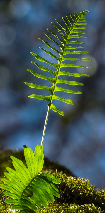 Pflanze Natur_edited_edited.jpg