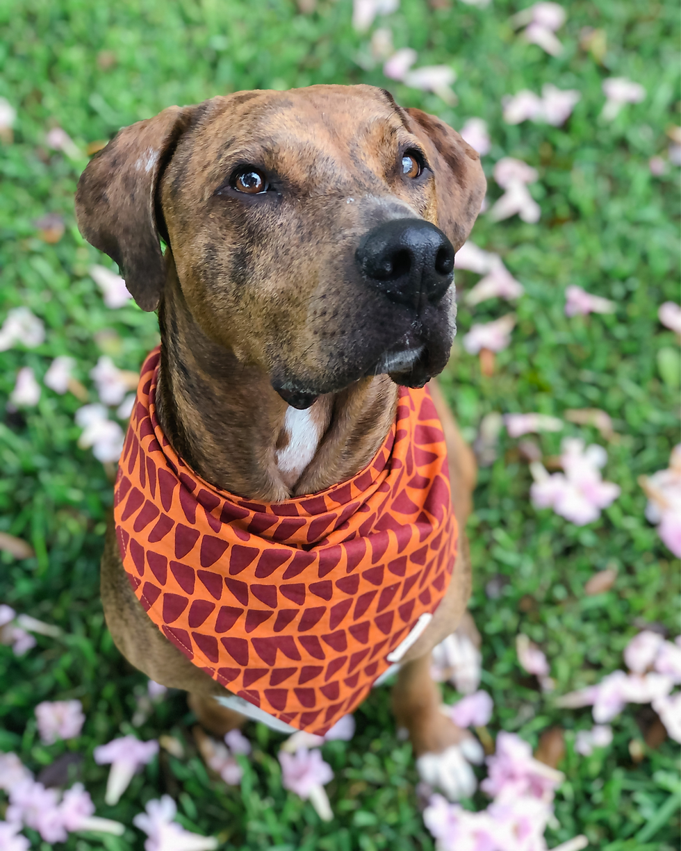 Thumbnail: Catahoula Leopard Dog wearing an earth toned bandana with a pattern of abstract fins.