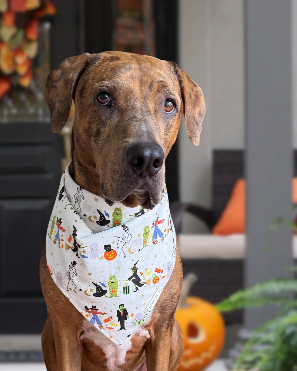 Thumbnail: Brindle dog wearing Halloween bandana