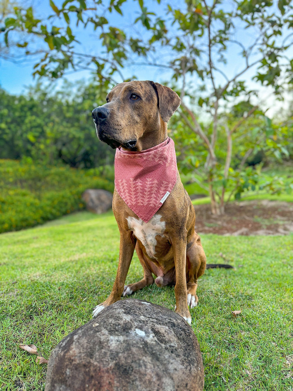 Thumbnail: handsome pup modeling our Hawaiian barkcloth inspired bandana