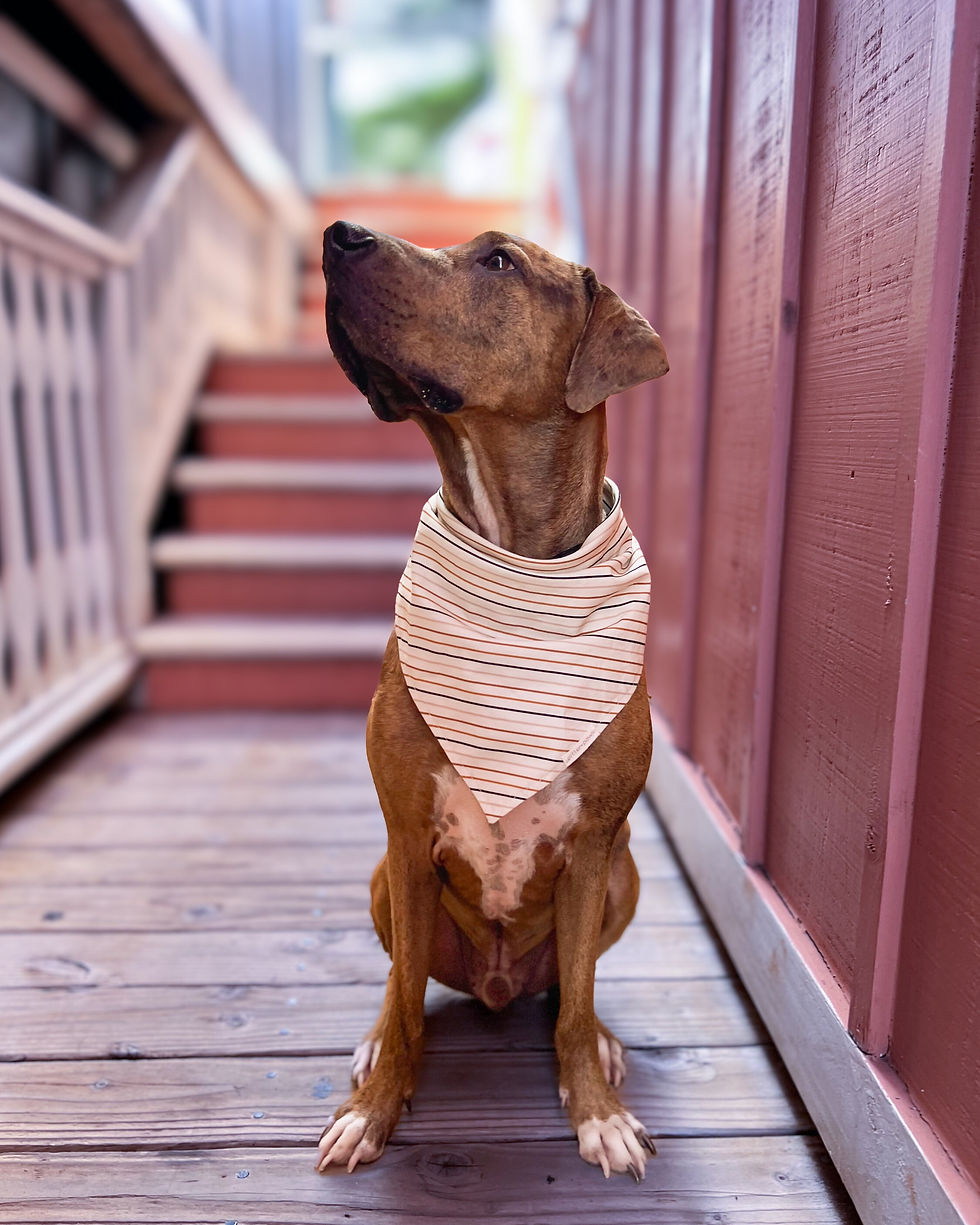 Thumbnail: handsome Catahoula Leopard Dog in a Autumn themed classic tie-on dog bandana