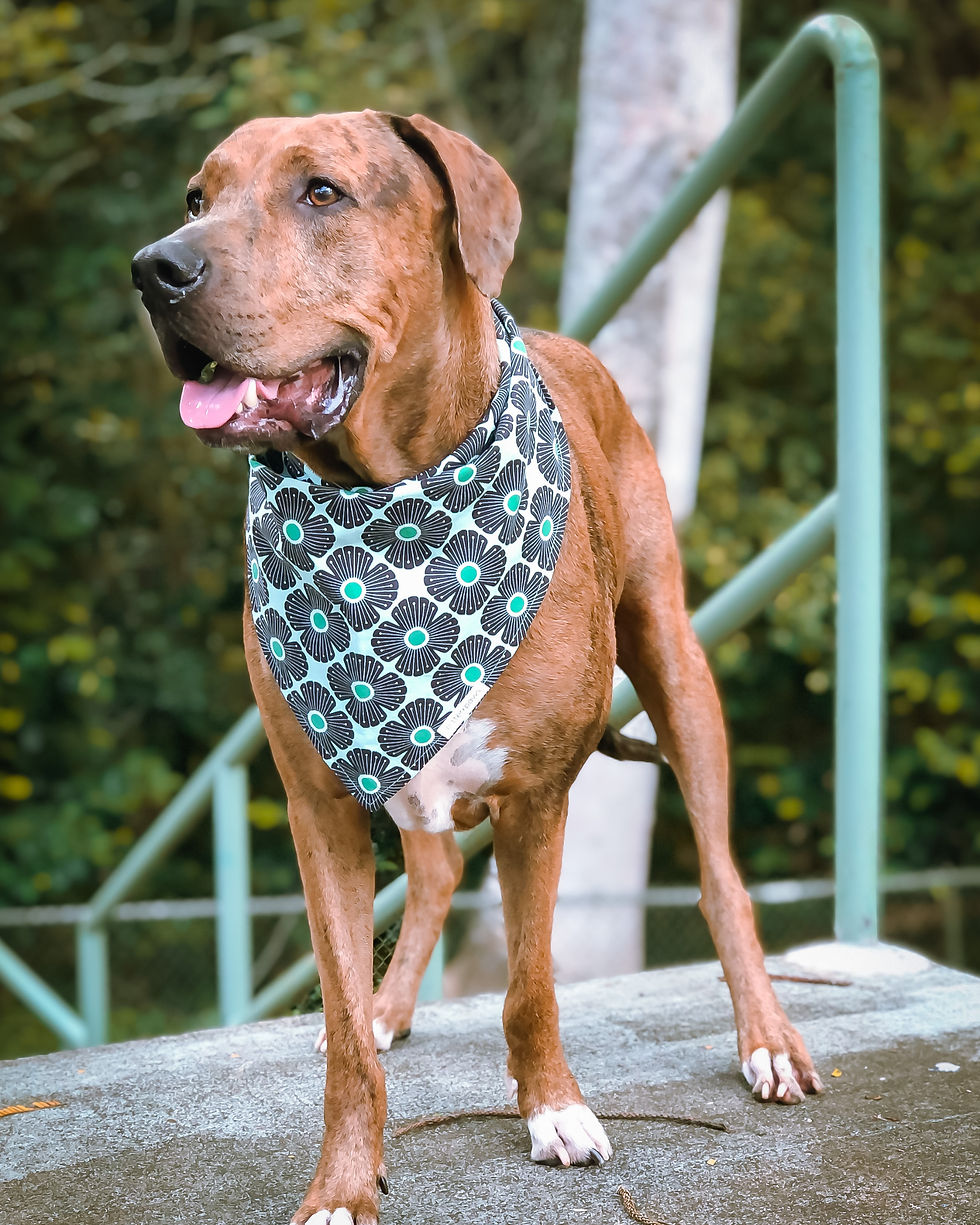 Thumbnail: Hound dog wearing a blue floral bandana