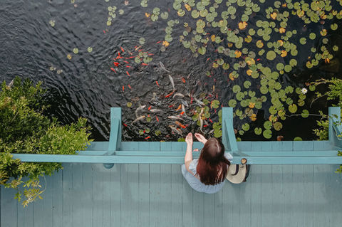 overhead shot of the koi pond
