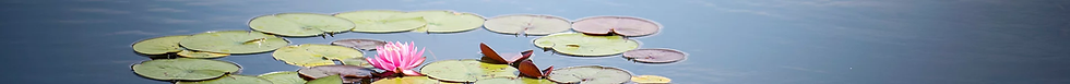 lily pads