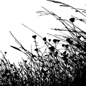 Vegetation Grass Silhouette-GDJ.png