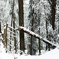 winter B.jpg