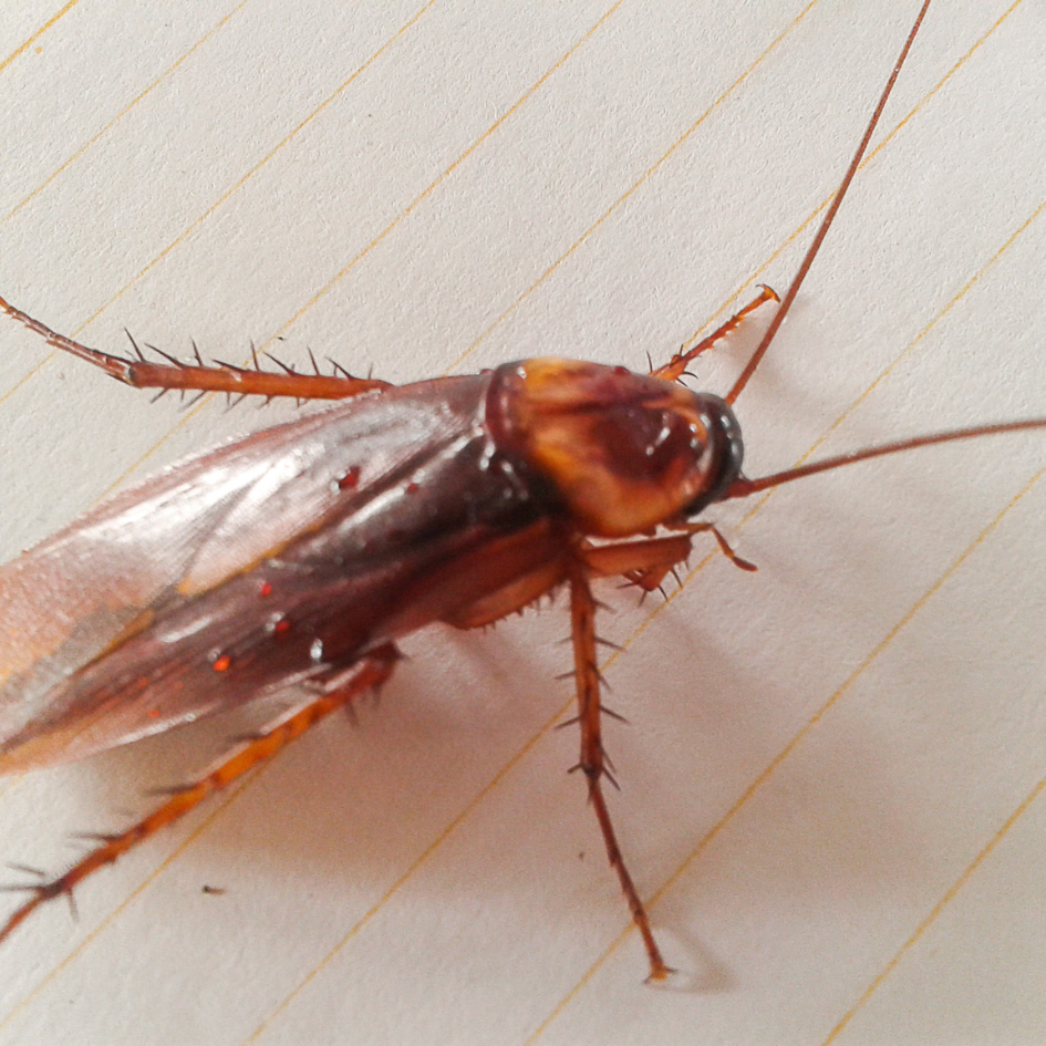 Miniatura: Insetilar Gel Barata Baraticida 10g Kit 3 Und