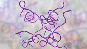 Role of Mannose Binding Lectin in the Immune Response against Borrelia