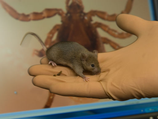 Borrelia Protein Interactions Critical for Persistence in Mammals
