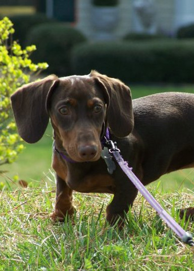 Brown Critter Sitter of VA logo