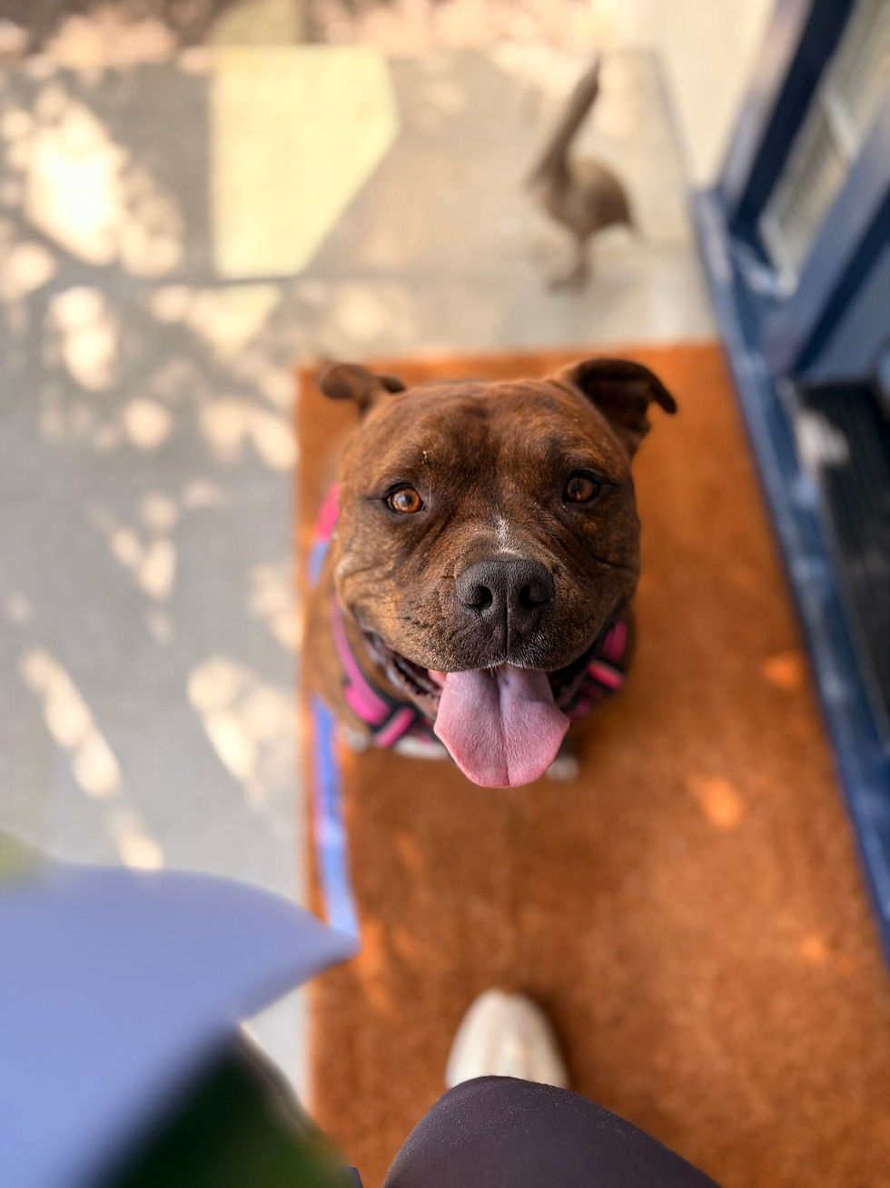 dog smiling at their dog walker in redwood city