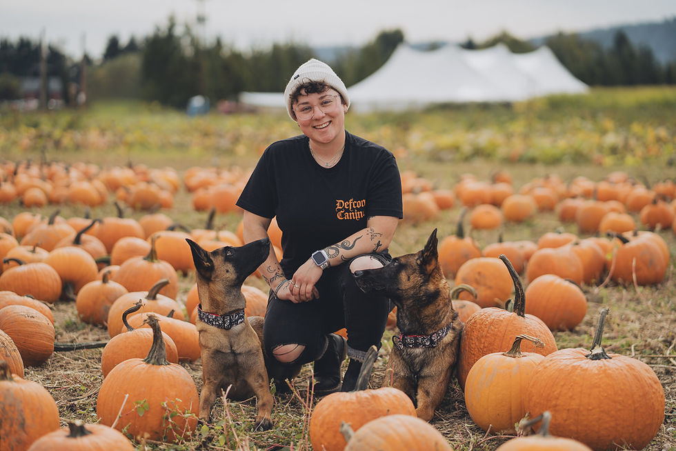 Tamara sitting in a pumpkin patch with two german shepherds