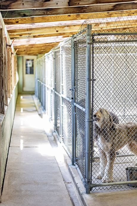 shady-spring-pet-retreat-carroll-county-maryland-dog-kennels.jpg