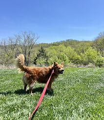 Happy dog walking on a leash with a FurAmor dog walker in Naperville, IL