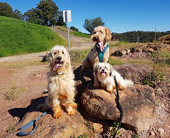 Dogs during dog walking adventure in upper north shore