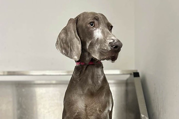 cute gray and white dog getting a bath in Canaan, CT