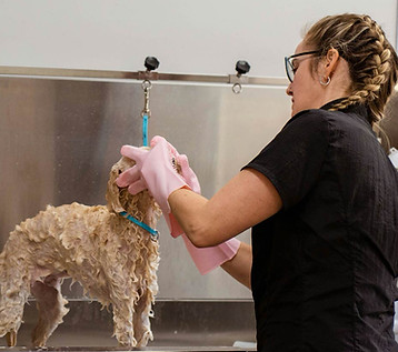 Hunky Hound Handlers dog groomer giving a cute brown dog a bath in Canaan, CT