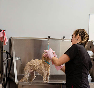Hunky Hound Handlers dog groomer giving a cute brown dog a bath in Canaan, CT