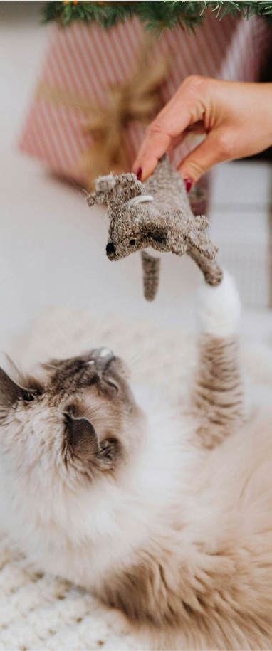 Cat playing with toy