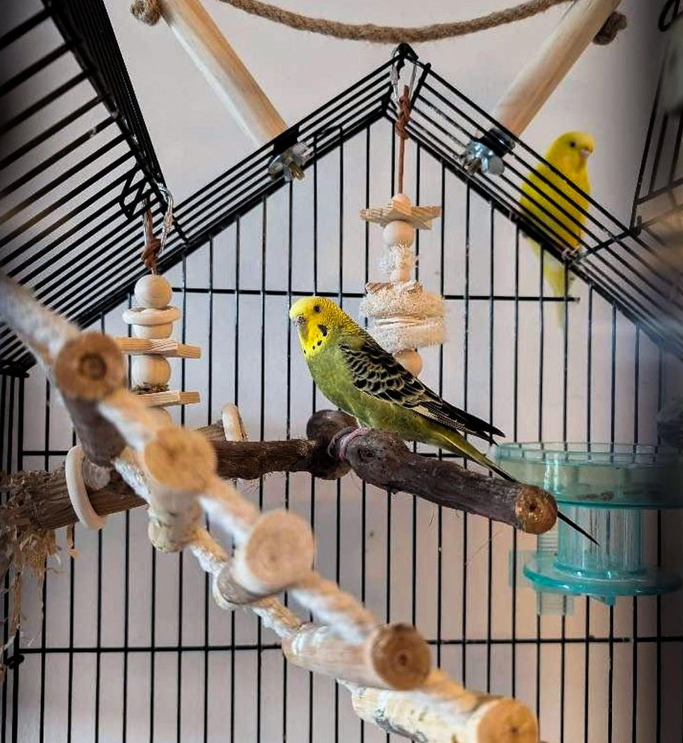 Green and yellow bird sitting on a perch during a pet sitting visit with The Right Fluff in Montgome