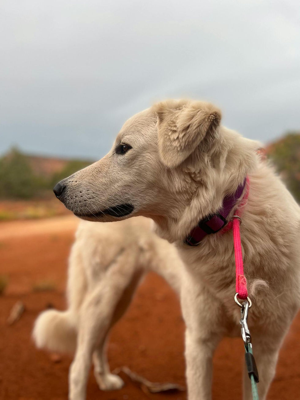 pexels-ana-microdosing-276312247-16168333