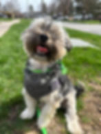 smiling dog sitting in the backyard for a pet sitting visit with Biota Pet Care in Orangeville, Onta