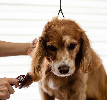 cute brown and white dog getting fur brushed in Canaan, CT