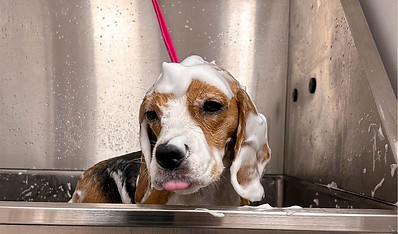 hhh_dog-grooming-10.jpg