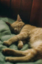 Orange cat laying in a green sheeted bed