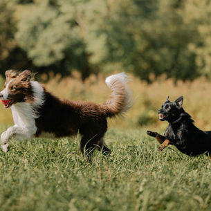 Two dogs running through a grassy field fueled by Apex Canine Nutrition