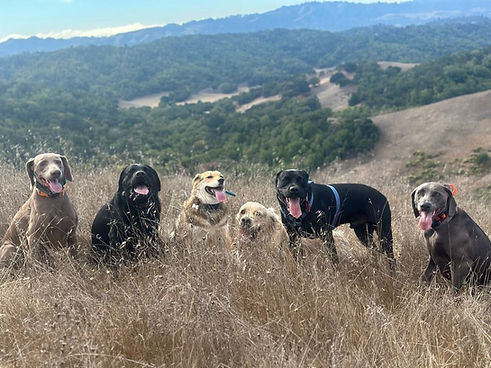 row of happy dogs on a trail hike with East Bay Pet Care LLC in California