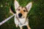 Paws+Claws_Fall2024_005-min.jpg