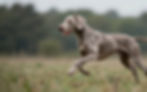 Gray dog running in the woods fueled by Apex Canine Nutrition